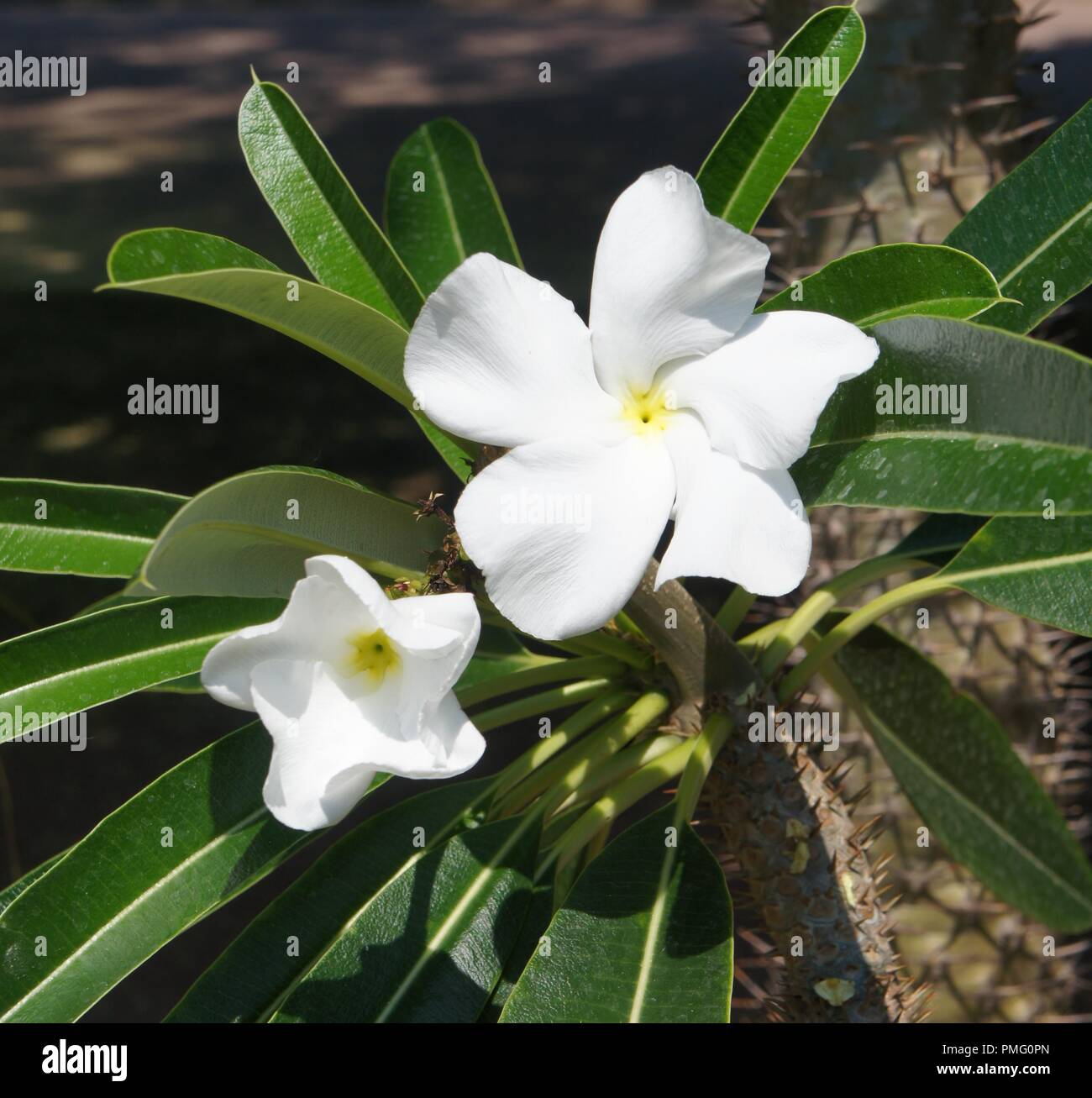 Fleur blanche de pachypodium palmier de Madagascar, Apocynaceae pachypodium blanc, FLEUR, FLOR blanca, weisse blume Banque D'Images