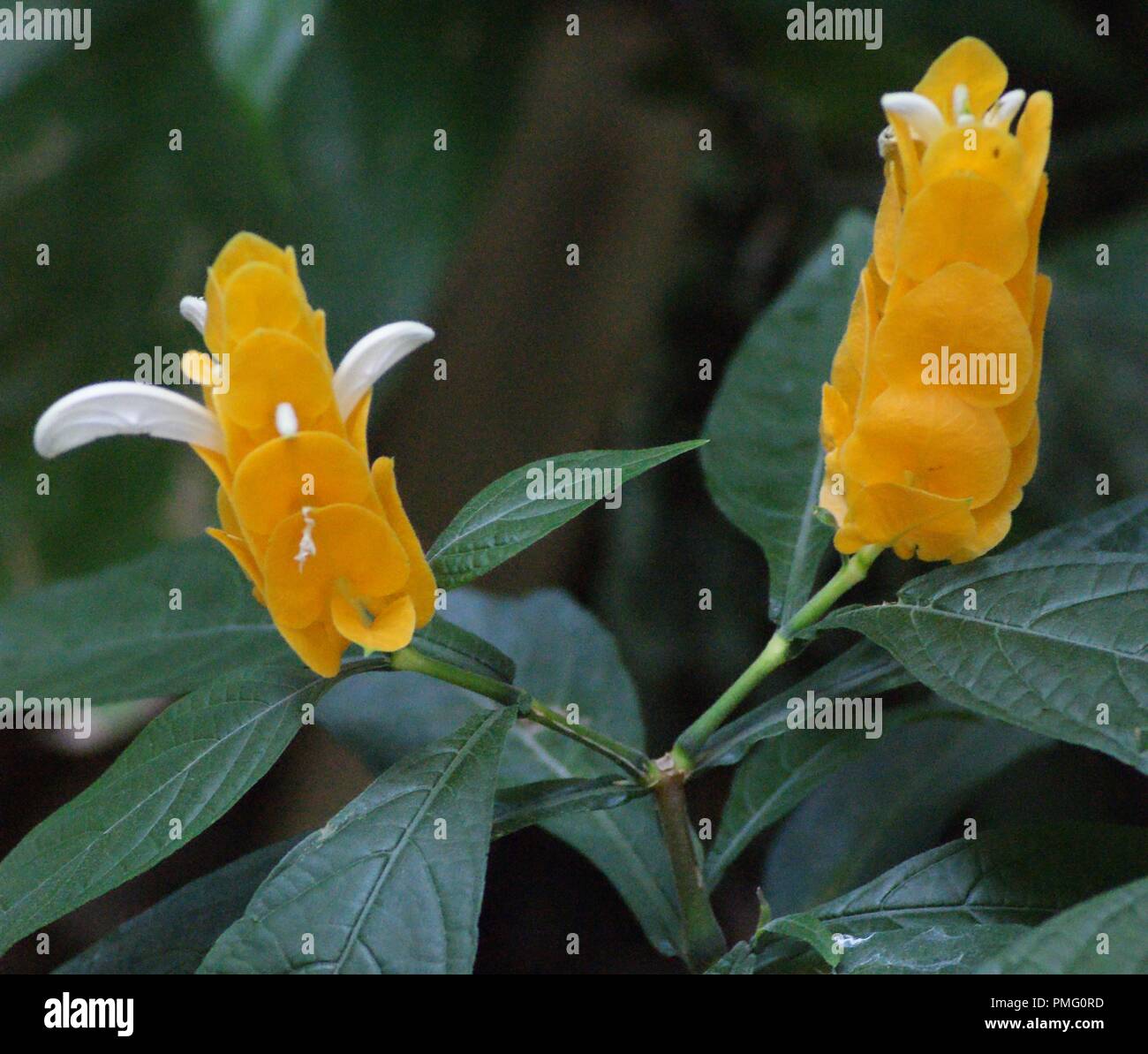 Gros plan de fleurs jaunes de pachystachys lutea, close-up d'une sucette jaune fleur plante, usine de crevettes d'or Banque D'Images