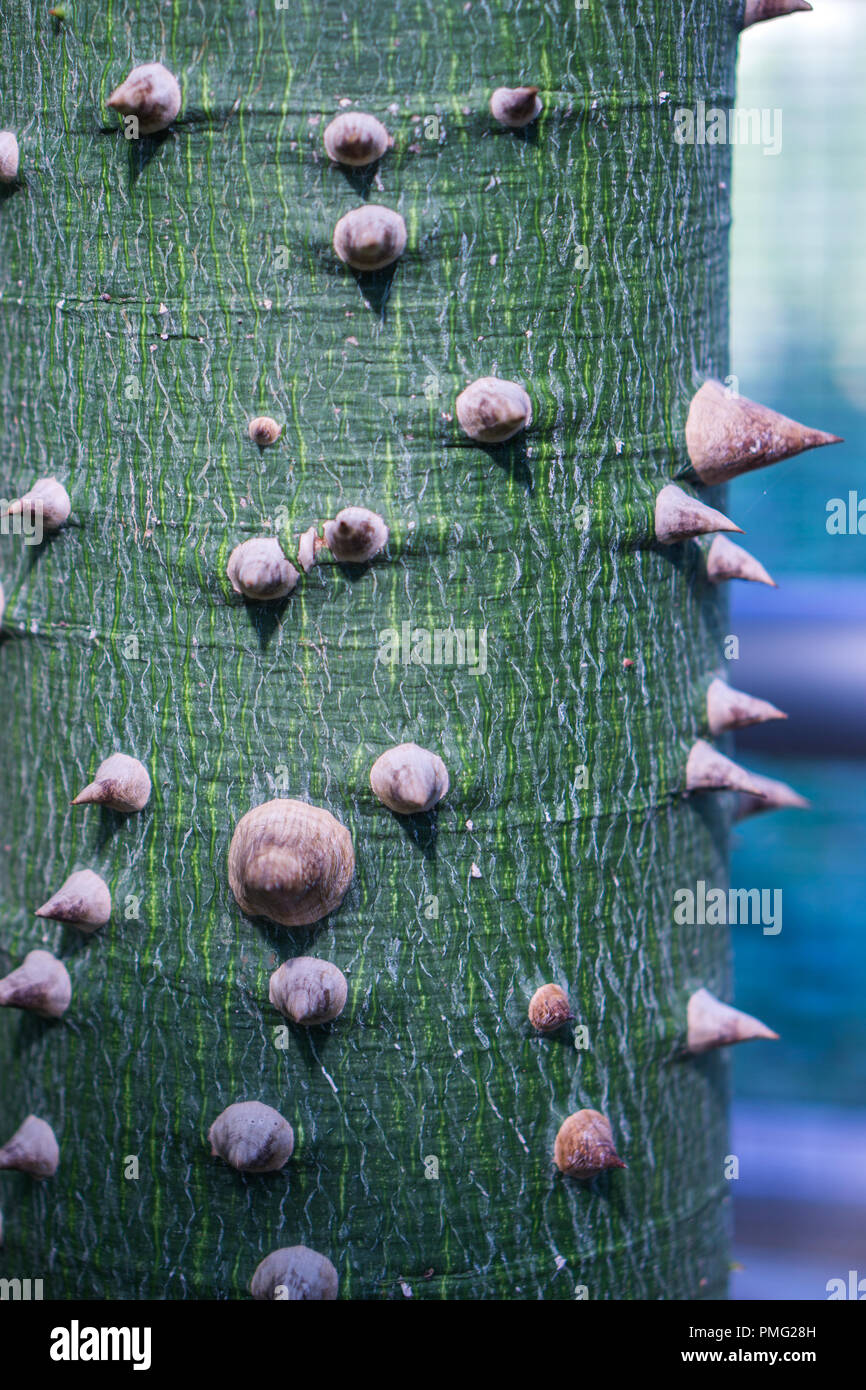 Ces épines appartiennent à une très ancienne cactus Banque D'Images