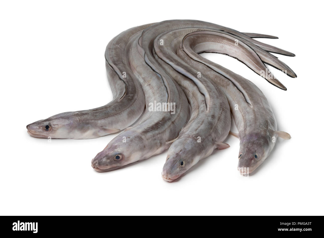 Conger eel eels fish Banque d