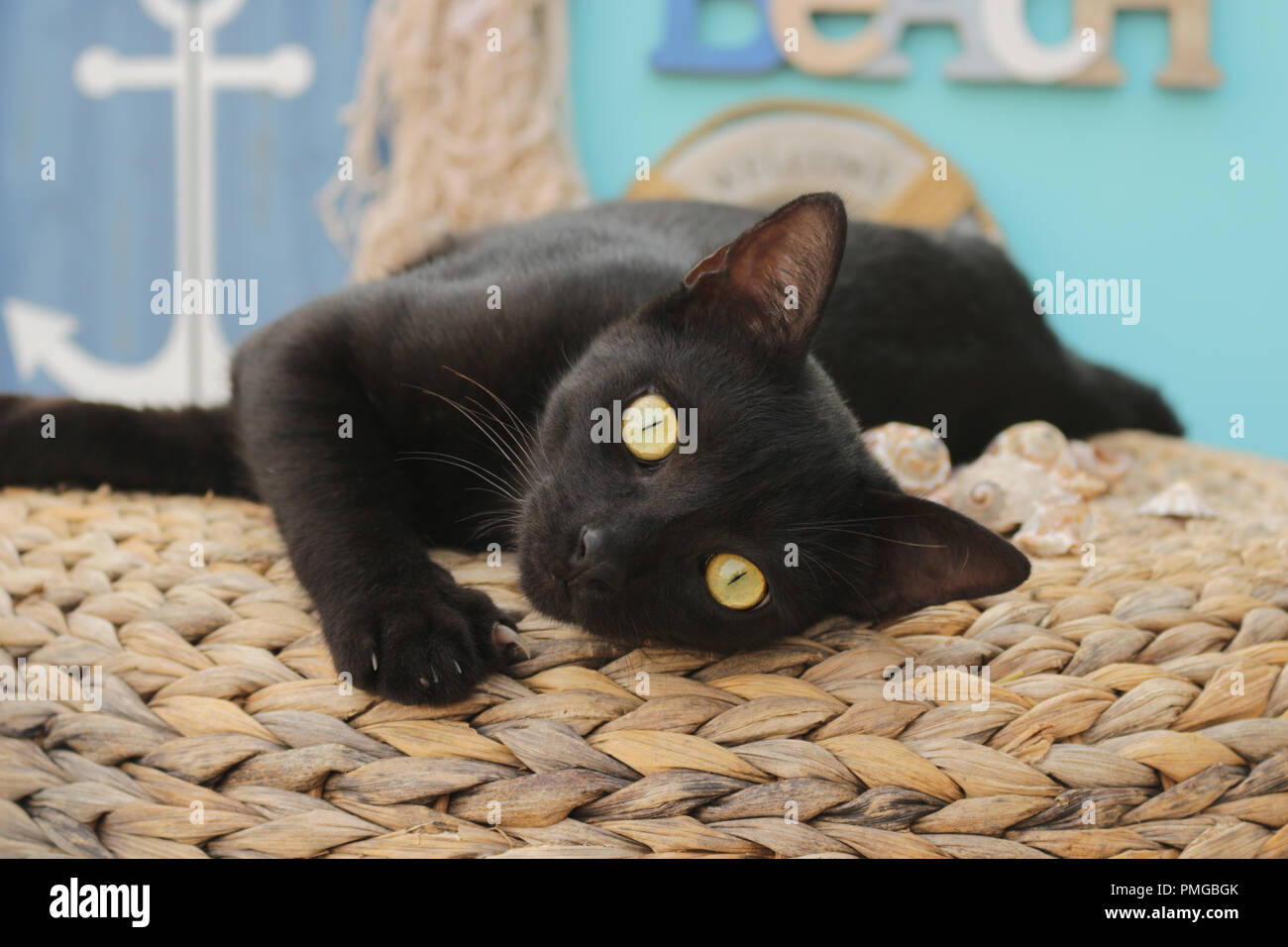 chat noir Banque D'Images