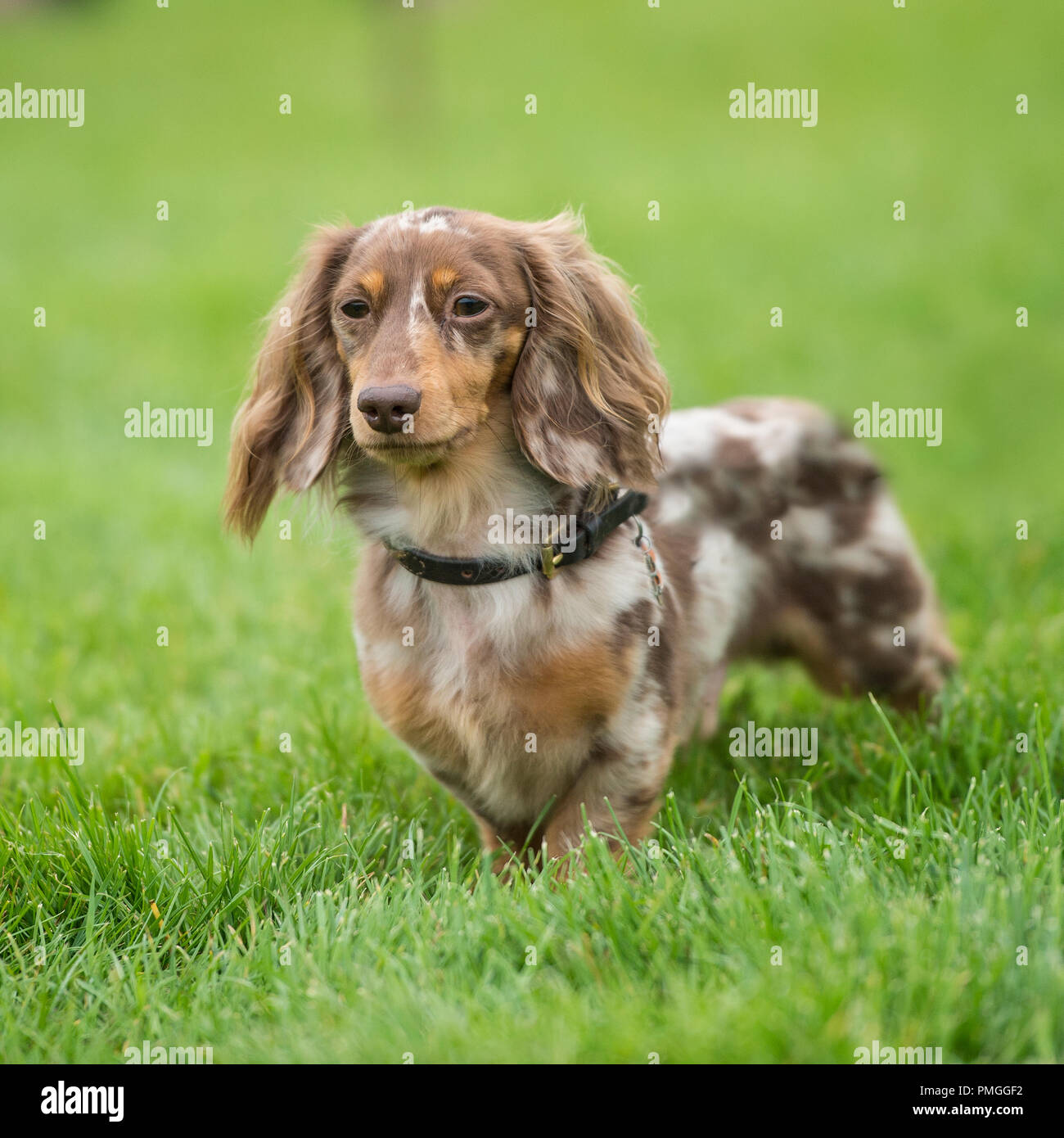 Miniature longhaired dachshund Banque de photographies et d'images à haute  résolution - Alamy