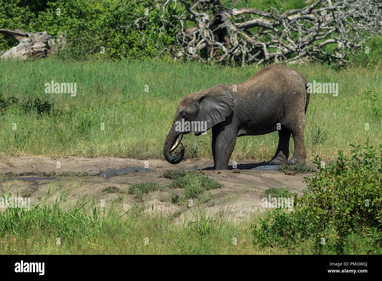 Un jeune éléphant d'avoir un bain de boue Banque D'Images
