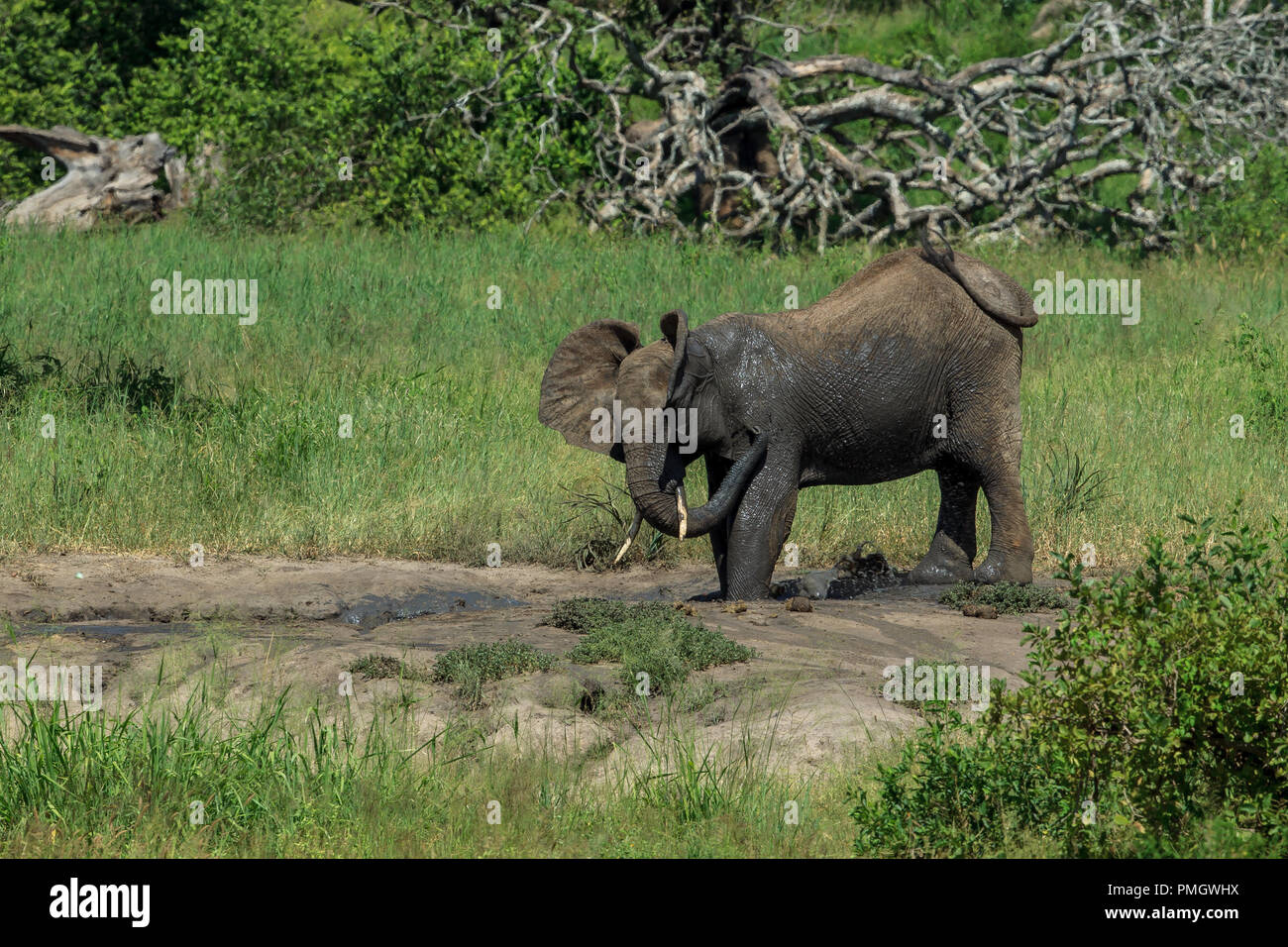 Un jeune éléphant d'avoir un bain de boue Banque D'Images