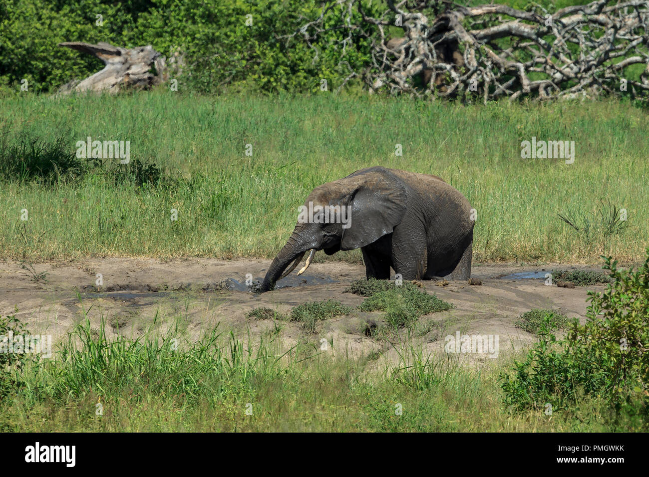 Un jeune éléphant d'avoir un bain de boue Banque D'Images