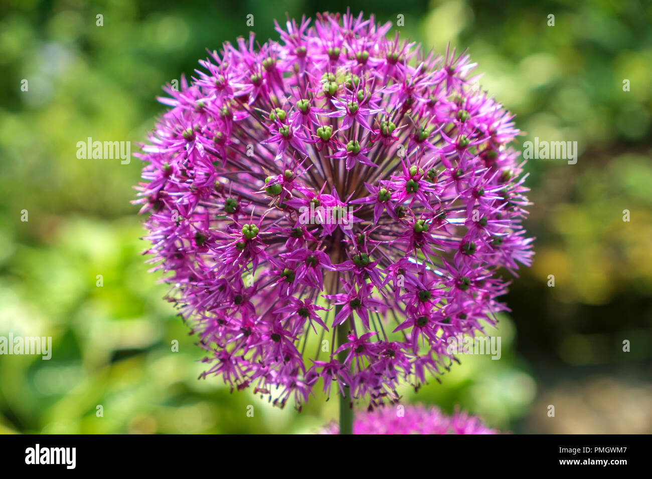 Une seule fleur d'allium rose Banque D'Images