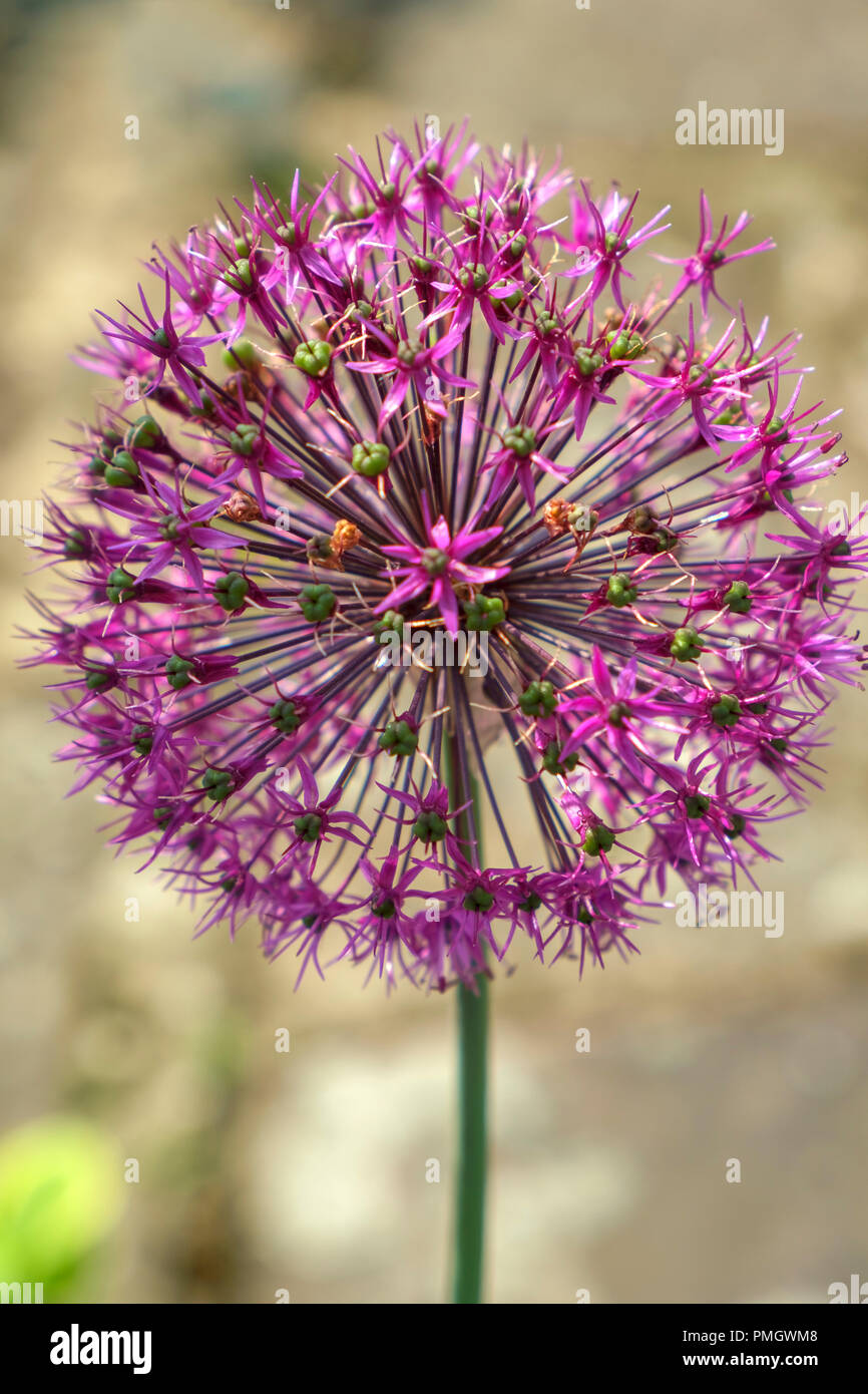 Une seule fleur d'allium rose Banque D'Images