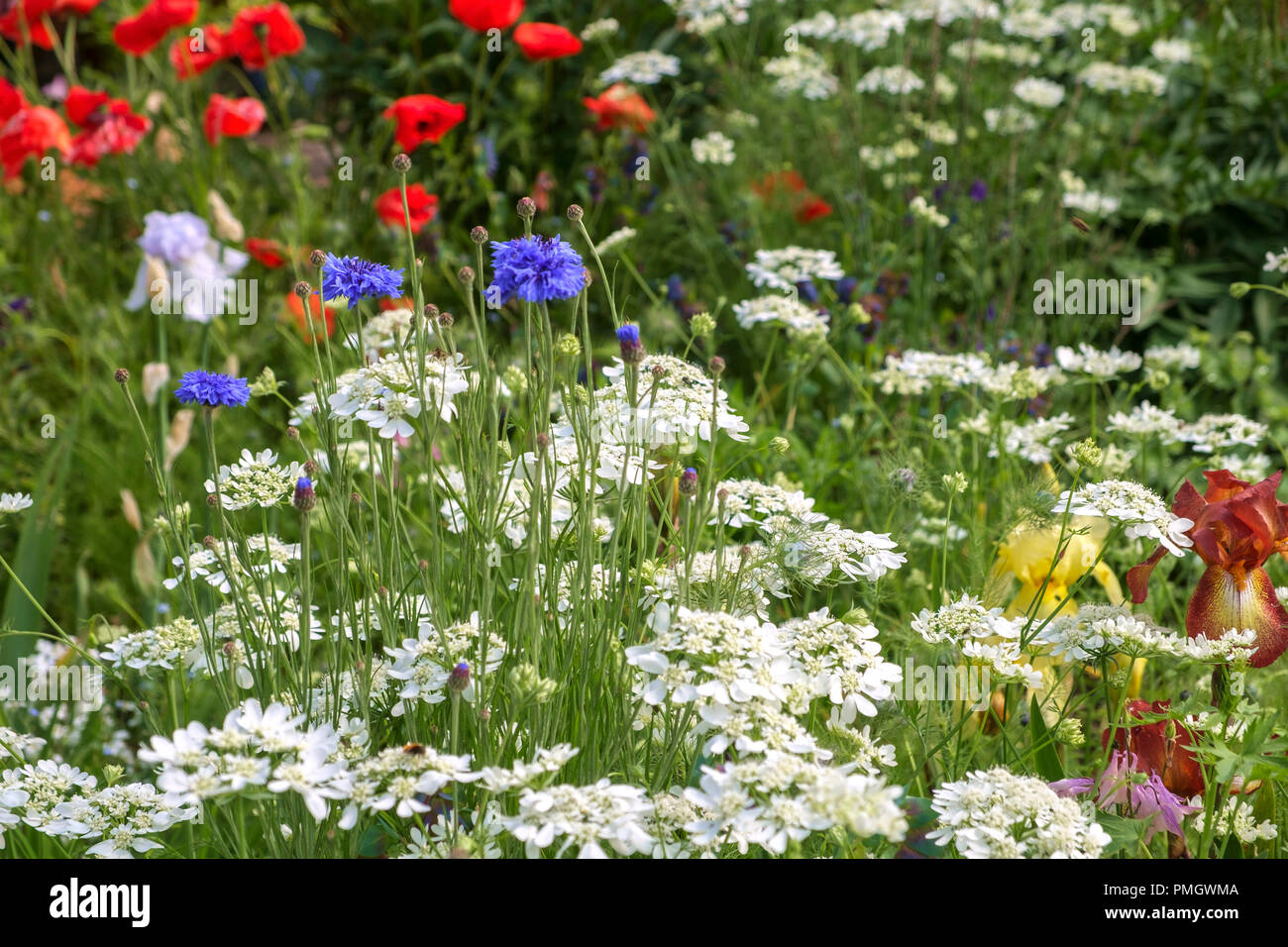 Un jardin de fleurs à la fin du printemps aux fleurs paniers-frontière Banque D'Images