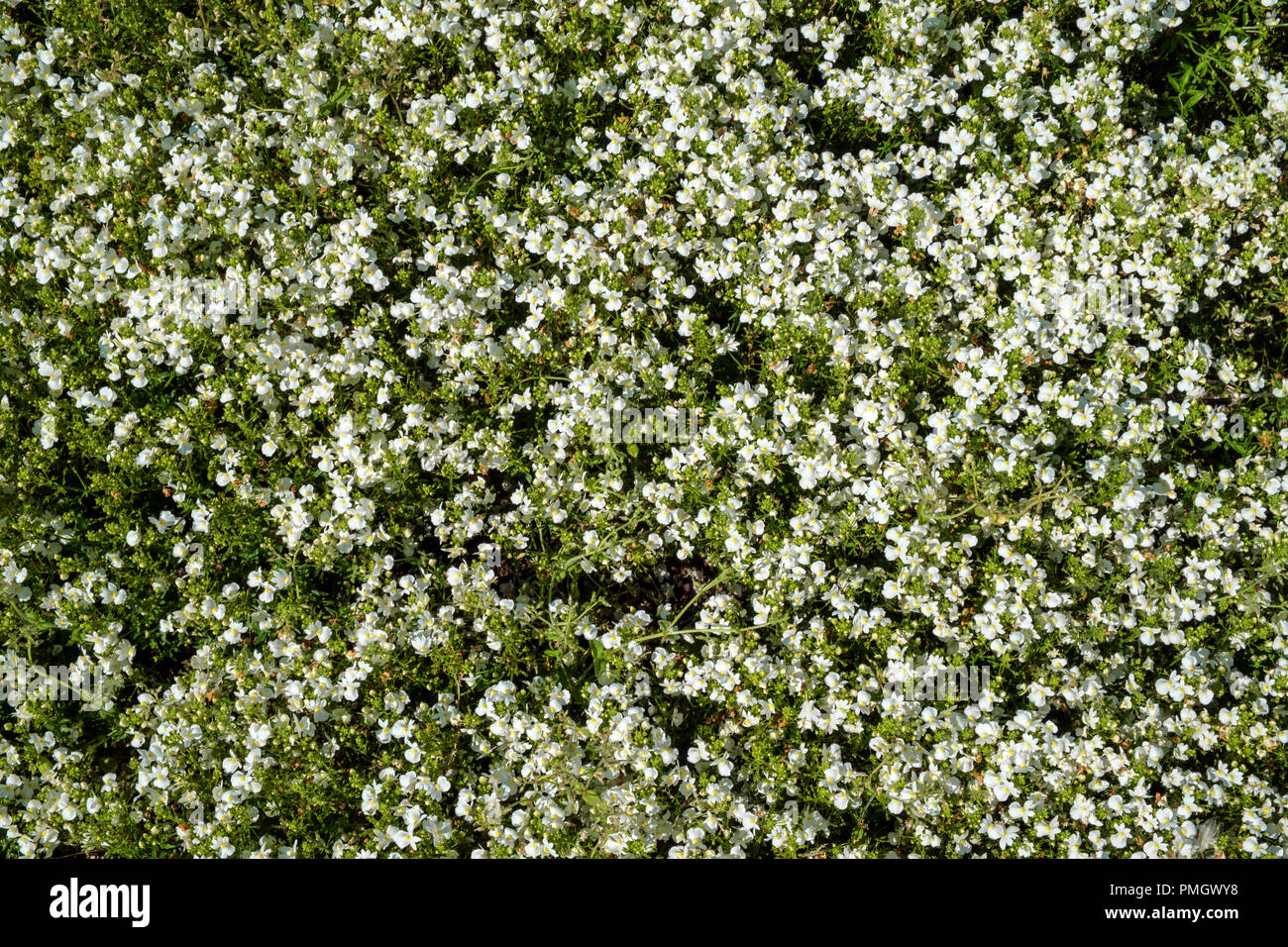 Close up Image arrière-plan d'une fleur d'été affichage literie Banque D'Images