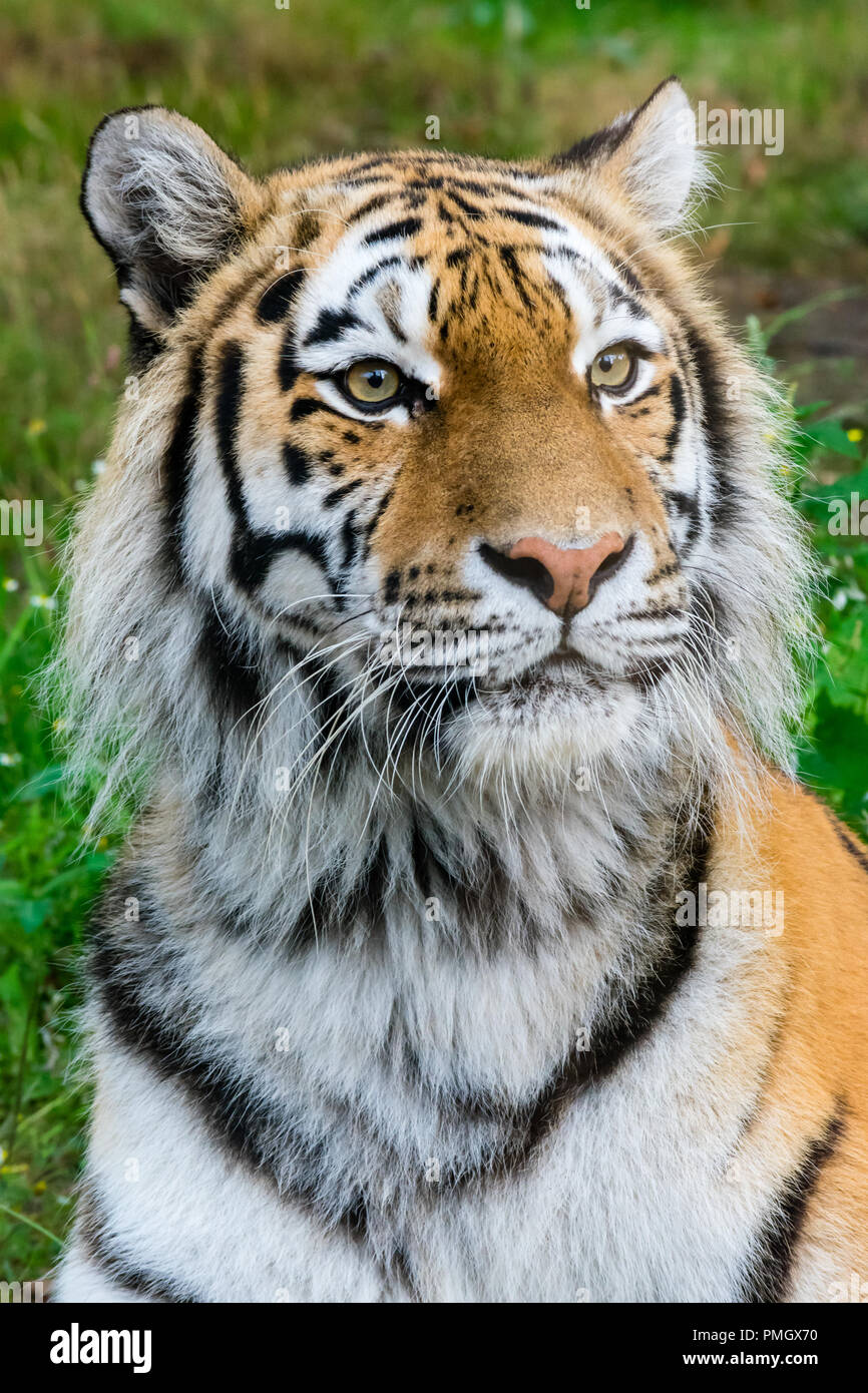 Un tigre de Sibérie (Amur) curieusement à dans la distance à Knowsley Safari Park, Angleterre. Banque D'Images