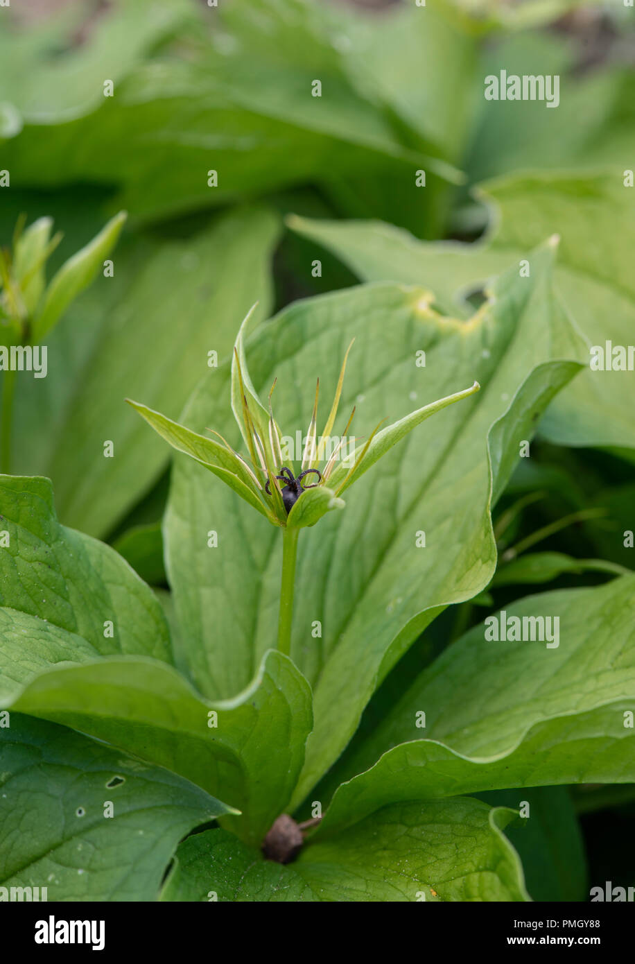 Herb Paris : Paris quadrifolia. Banque D'Images