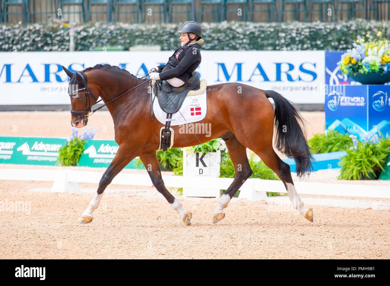 Tryon, North Carolina, USA . 18 Sep, 2018. Gagnant. Médaille d'or. Stinna Tange Kaastrup équitation Horsebo Smarties. DEN. Para Dressage. FEI World Grade II championnat individuel. Jour 7. Les Jeux équestres mondiaux. WEG 2018 Tryon. La Caroline du Nord. USA. 18/09/2018. Credit : Sport en images/Alamy Live News Banque D'Images