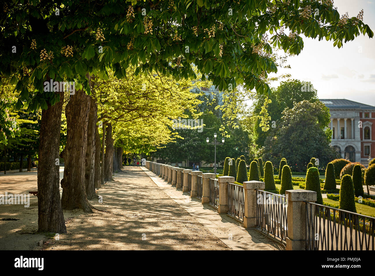 Sentier avec des bordées de châtaigniers en fleurs dans le parc de la ville avec les arbres topiaires sur l'arrière-plan Banque D'Images