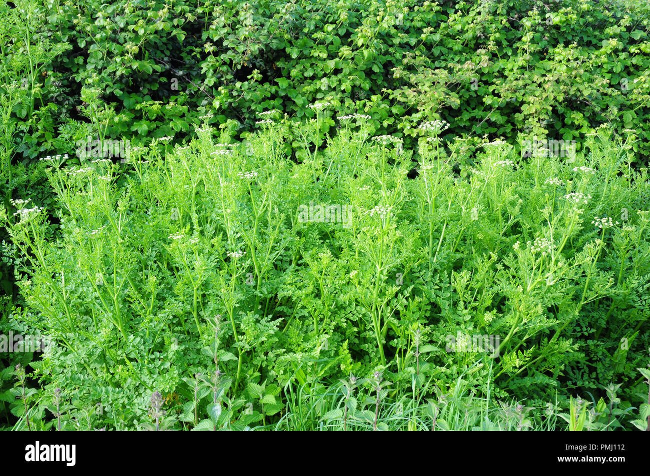 Cerlery sauvages, Apium graveolens en fleur. Banque D'Images