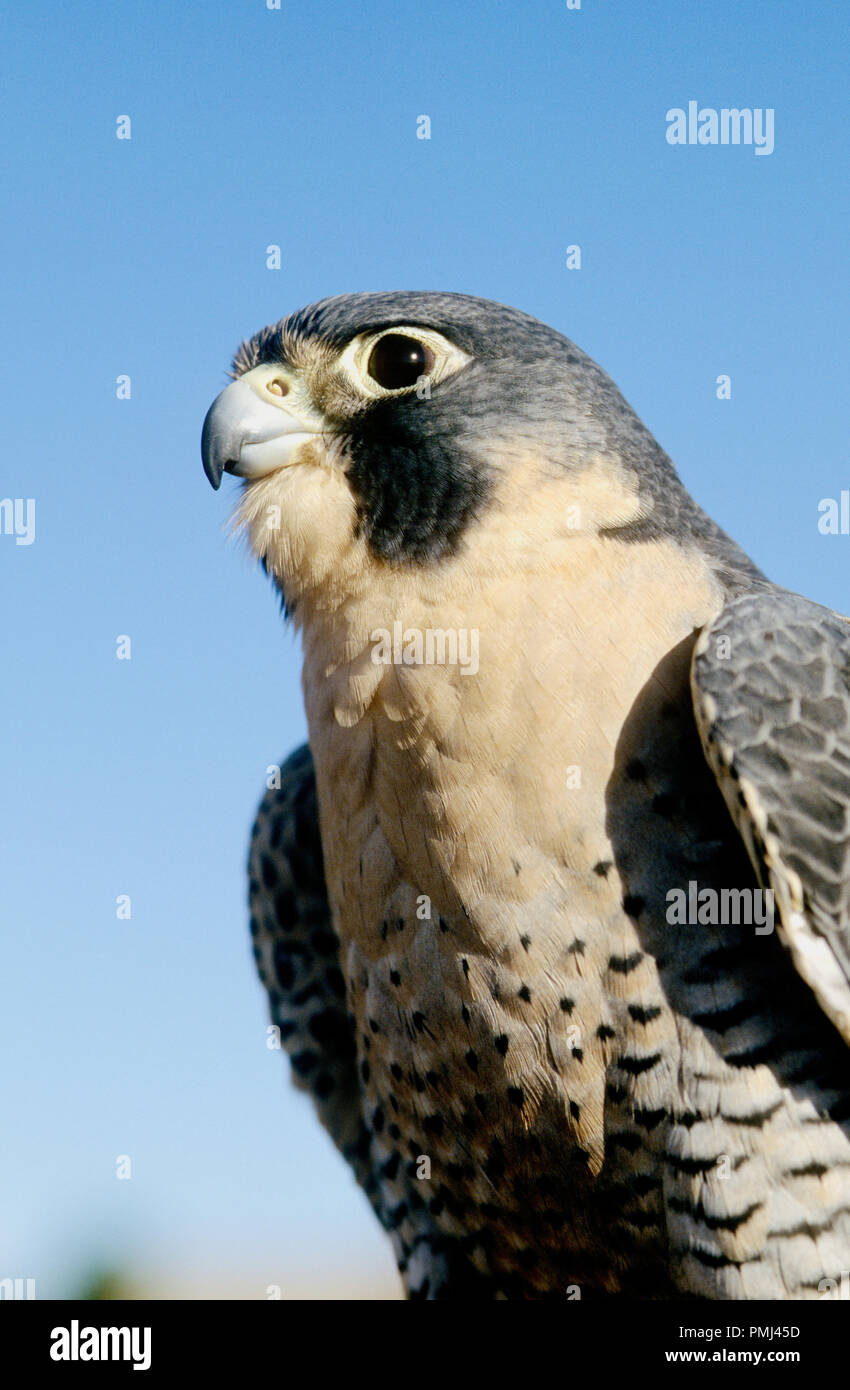Le faucon pèlerin (Falco peregrinus) en captivité ; du World Center pour les oiseaux de proie, Boise, Idaho USA Banque D'Images
