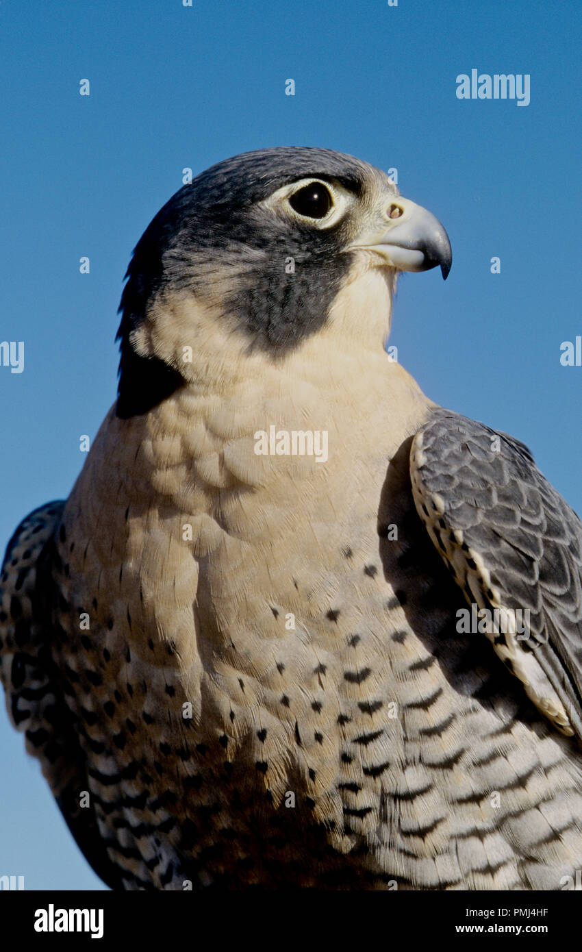 Le faucon pèlerin (Falco peregrinus) en captivité ; du World Center pour les oiseaux de proie, Boise, Idaho USA Banque D'Images