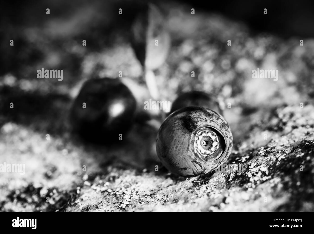 L'analyse macro de sauvages mûrs bluberries posés sur les roches moussues des hautes terres à pâturage dans le Shropshire Hills,UK. Le noir et blanc modifier Banque D'Images