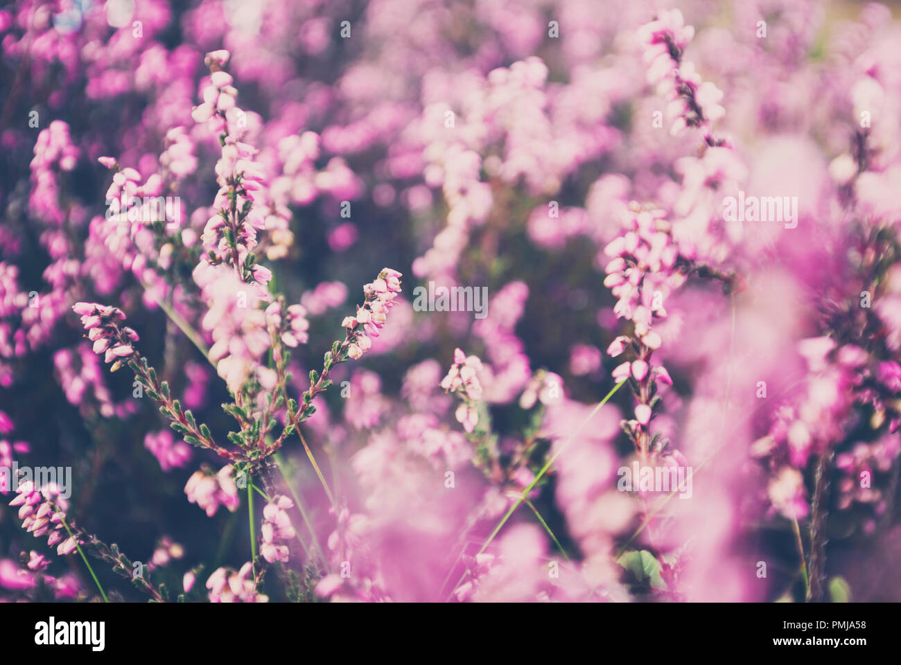 Prairie avec des fleurs de bruyère en fleur dans le Shropshire Hills, United Kingdom Banque D'Images