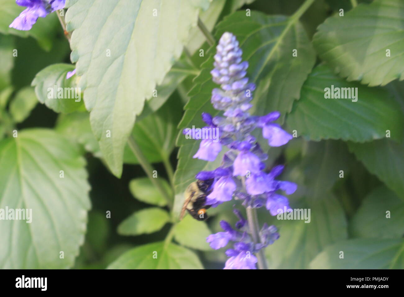 Jardin de fleurs Banque D'Images