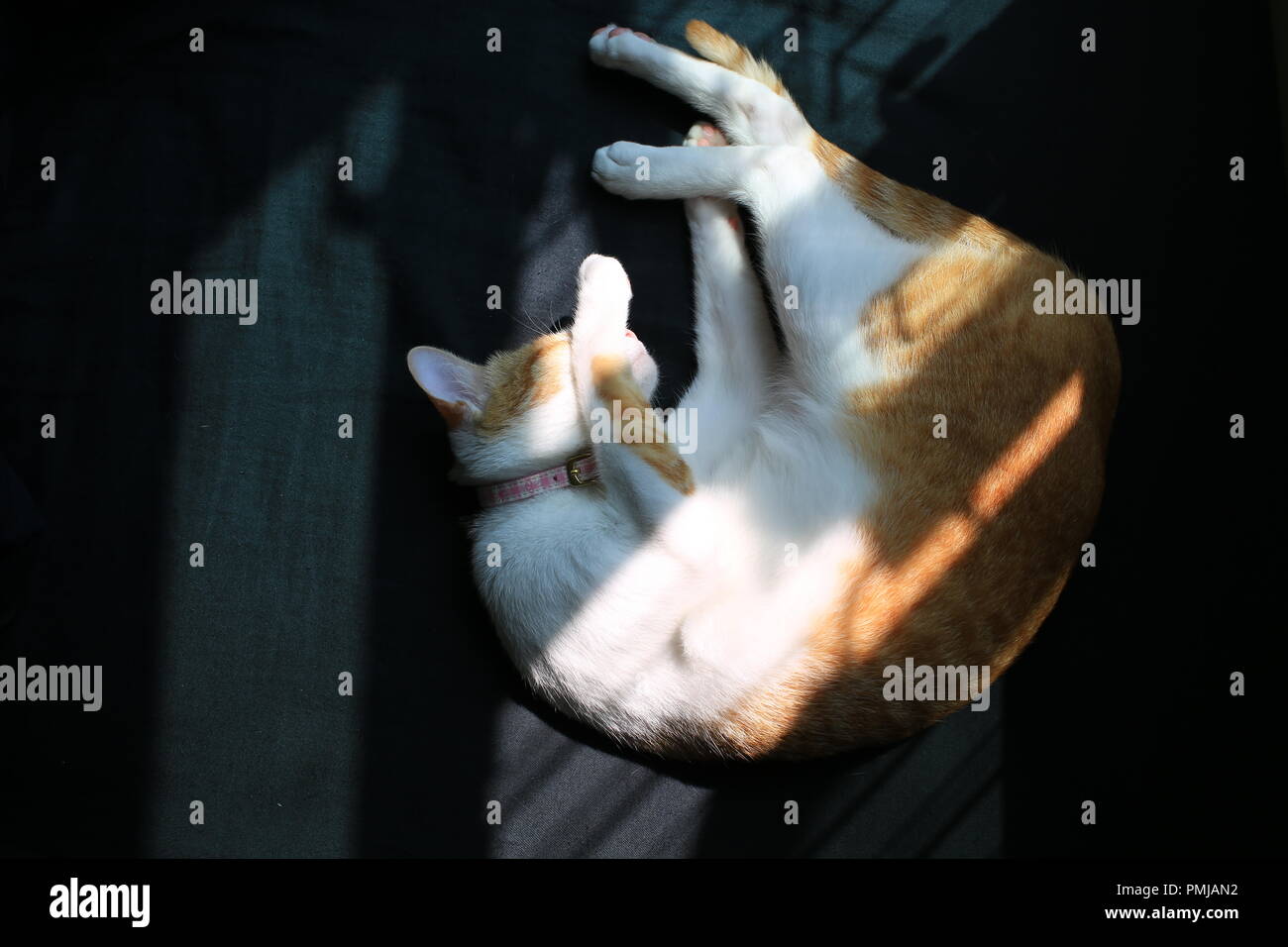 Après avoir joué au gingembre Cat Banque D'Images