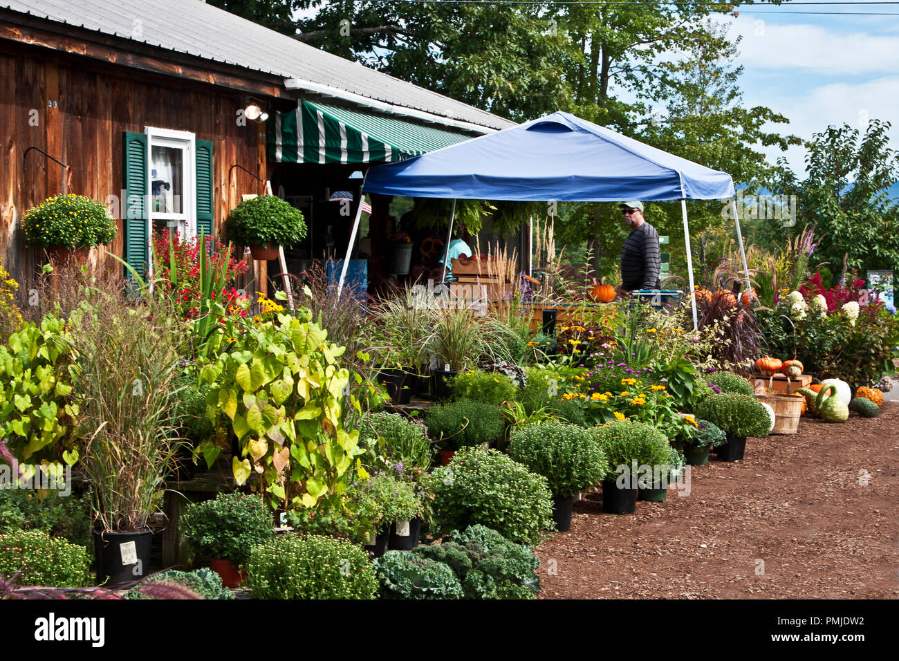New Hampshire, Meridith Moulton, ferme, jardin, ferme, légumes, fleurs, plantes, citrouilles, courges, farmstand, farm stand, Banque D'Images