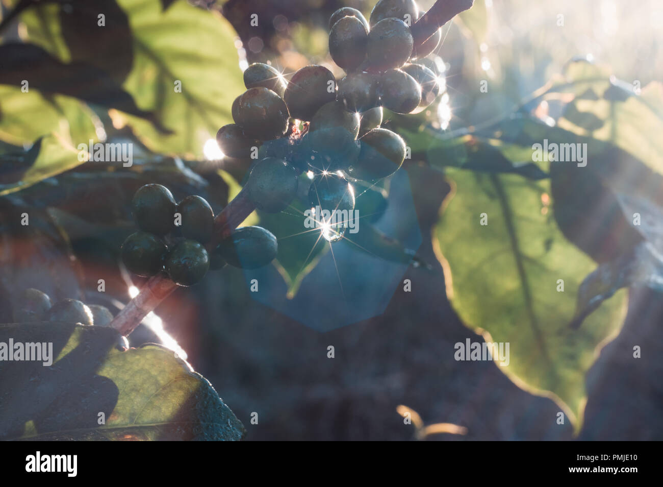 Arbre généalogique café vert, les grains de café, le café ferme, moka et Catimor caféier. L'utilisation de la photo dans la publicité, design, marketing Banque D'Images