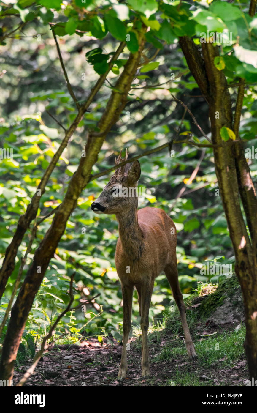 Le chevreuil (Capreolus capreolus) mâle / mâle / roebuck en quête de broussailles en été Banque D'Images