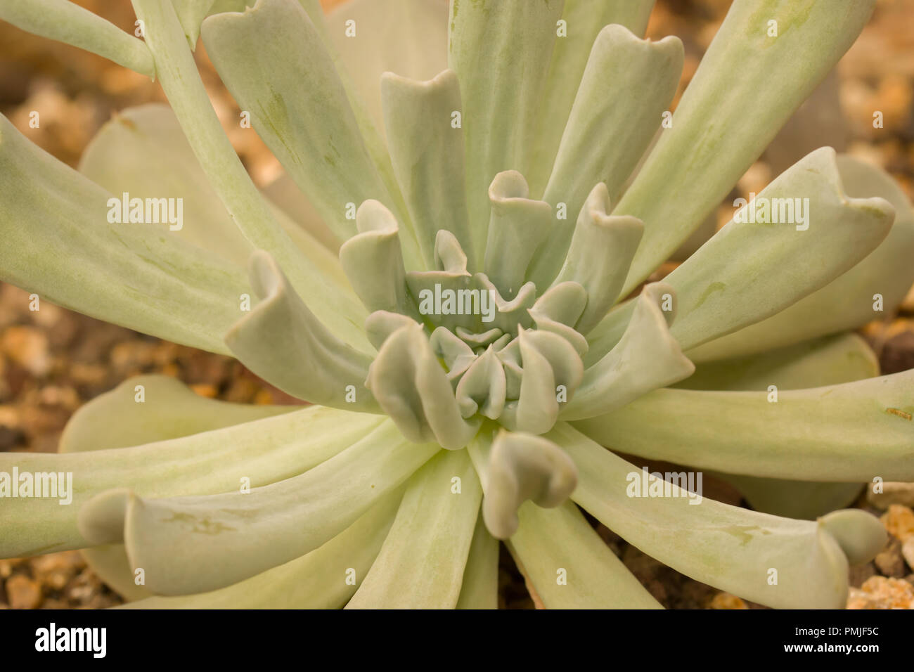 Echeveria runyonii est une espèce de plantes de la famille Crassulaceae sedum, Banque D'Images