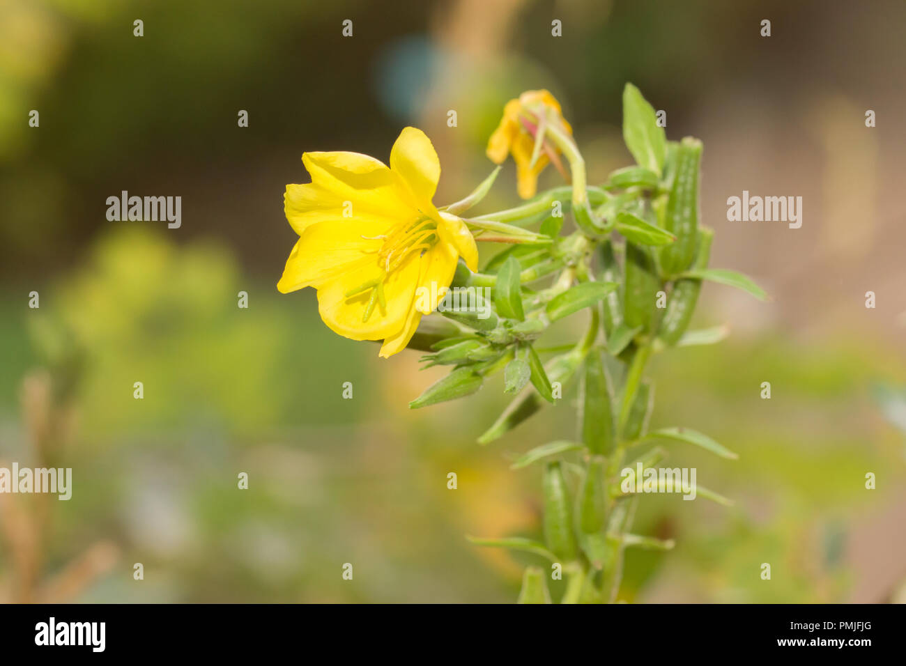 Oenothera biennis, communément connu sous le nom d'onagre, étoile du soir et sun drop. Une importante plante utilisée en médecine dans le monde entier. Banque D'Images