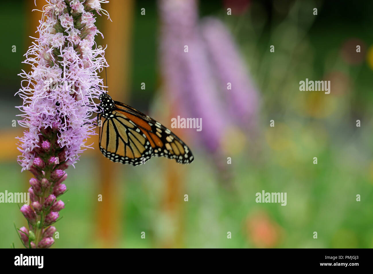 Un monarque (Danaus plexippus), également connu sous le nom de papillon de l'asclépiade, d'alimentation dans un jardin sur blazing star (Liatris spicata) Banque D'Images