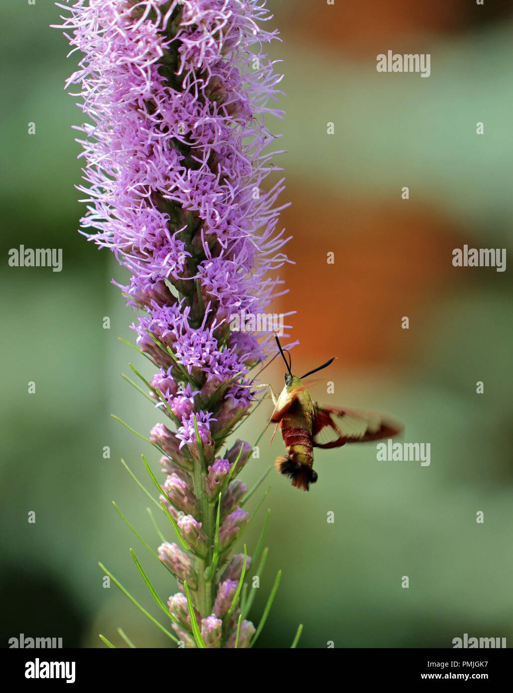 Un colibri sésie (Hemaris thysbe) se nourrissant de Blazing Star (Liatris spicata) dans une nouvelle Angleterre jardin en été Banque D'Images