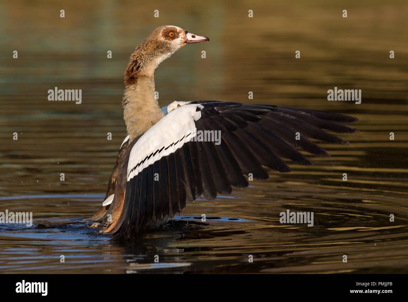 Un flottement Egyptian goose photographié en Afrique du Sud Banque D'Images