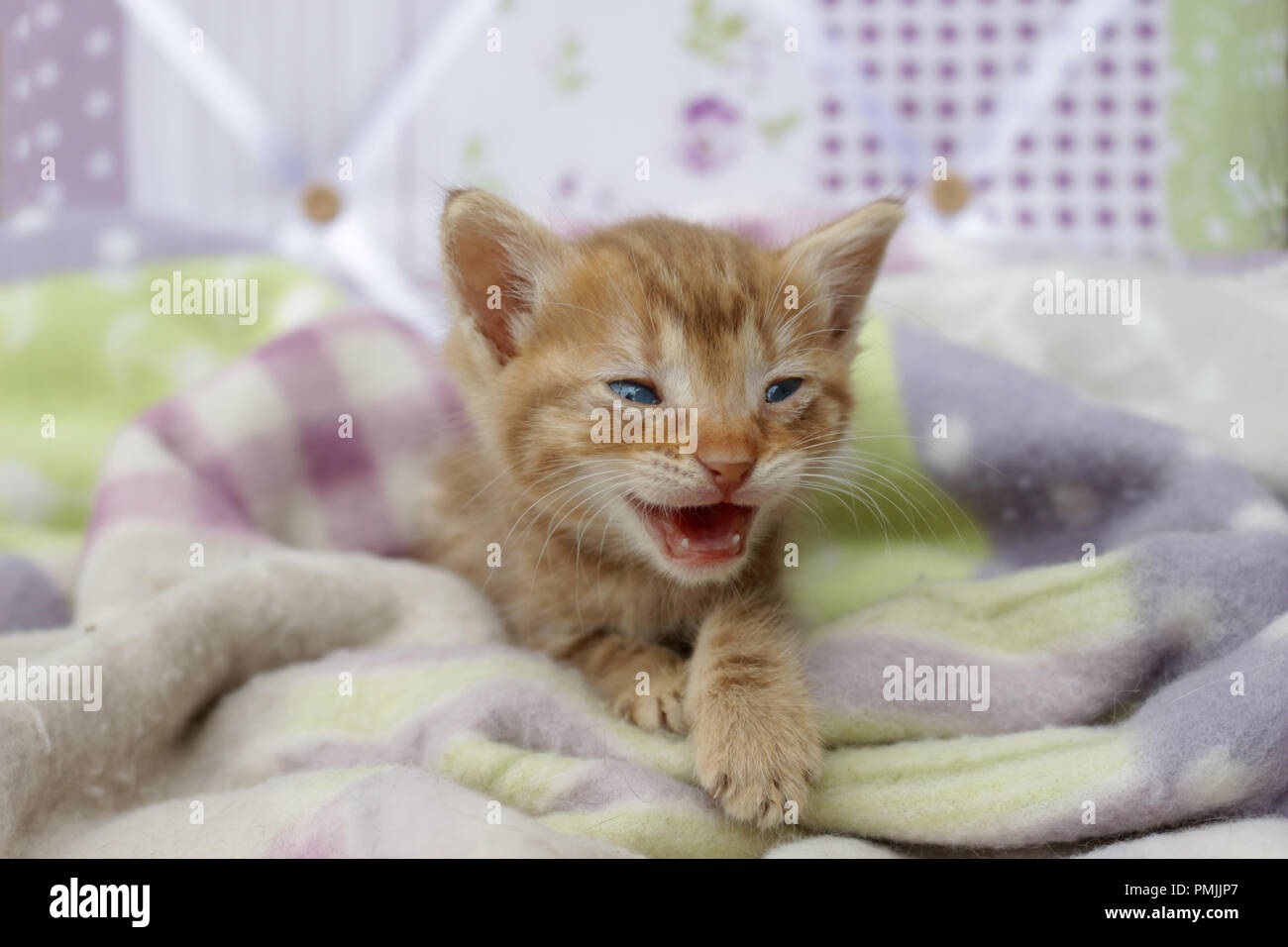 Ginger chaton, 6 semaines, meowing Banque D'Images