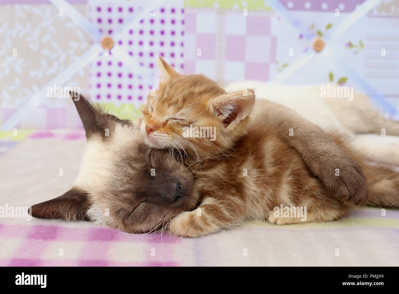 Chat Et Chaton Dormant Seal Point Red Tabby Photo Stock Alamy