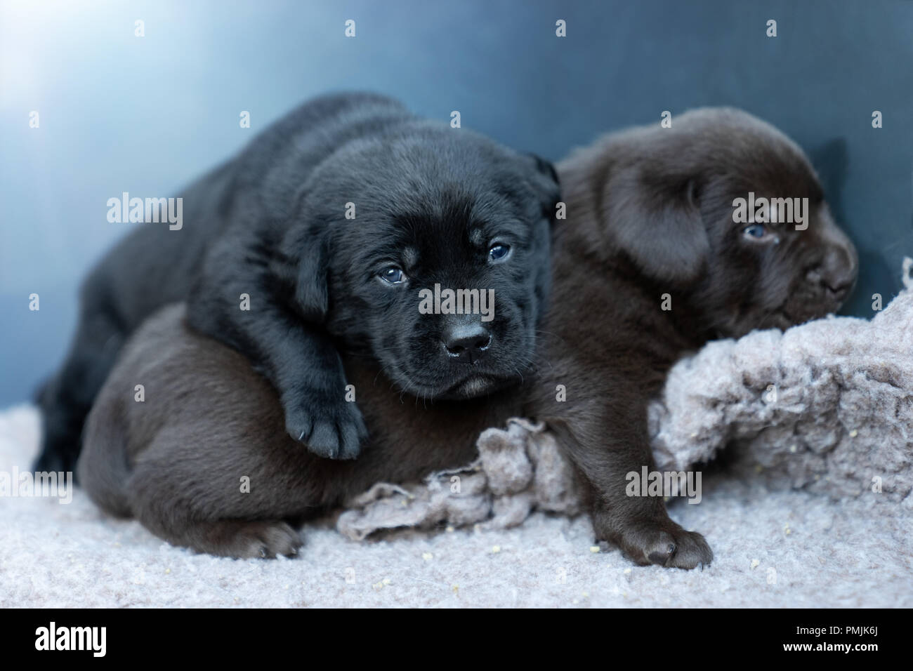 Jeune labrador retriever chiens Chiots à la fatigue et à jouer ensemble avec de petites pattes Banque D'Images
