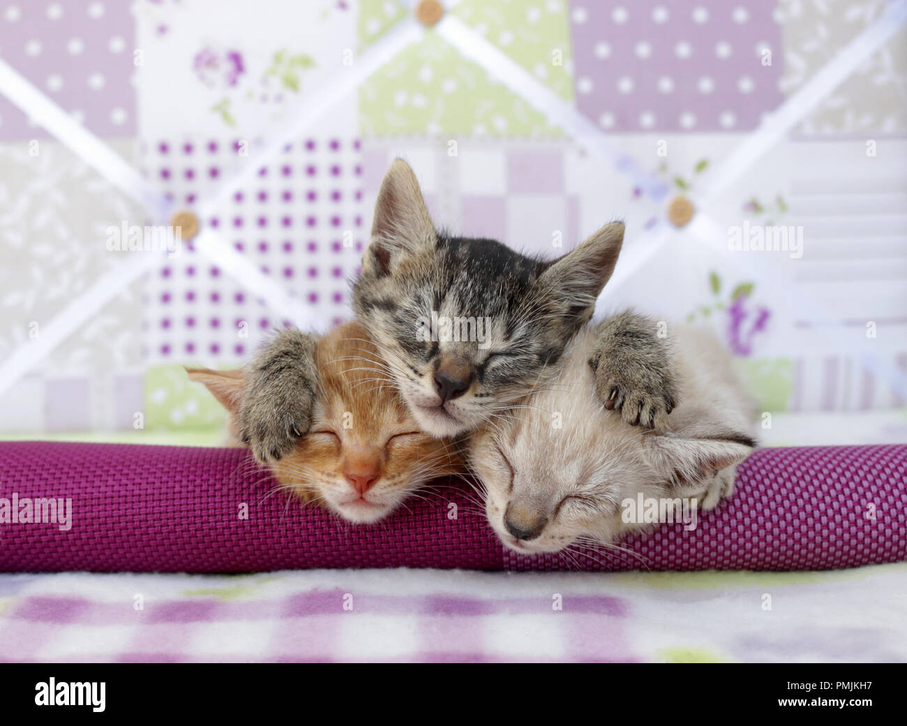 Trois chatons dormant, noir tabby, red tabby, tabby point, 5 semaines Banque D'Images