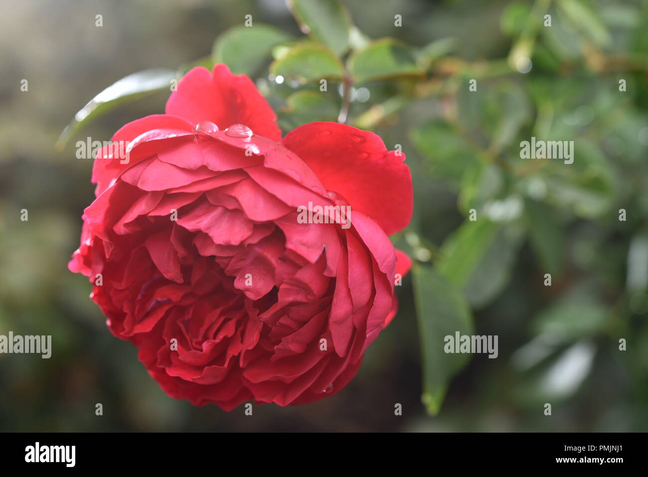 Vue rapprochée de blooming Rose Kordes Florentina Banque D'Images