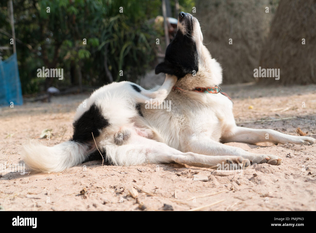 Le chien noir et blanc portant sur le sable pour exercer le yoga Banque D'Images