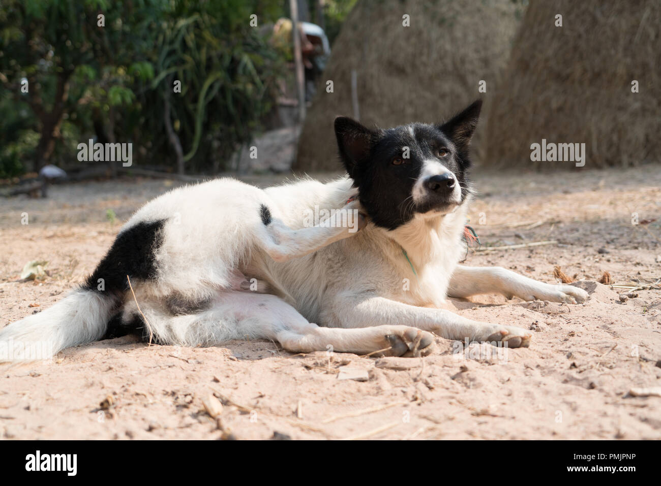 Le chien noir et blanc portant sur le sable pour exercer le yoga Banque D'Images