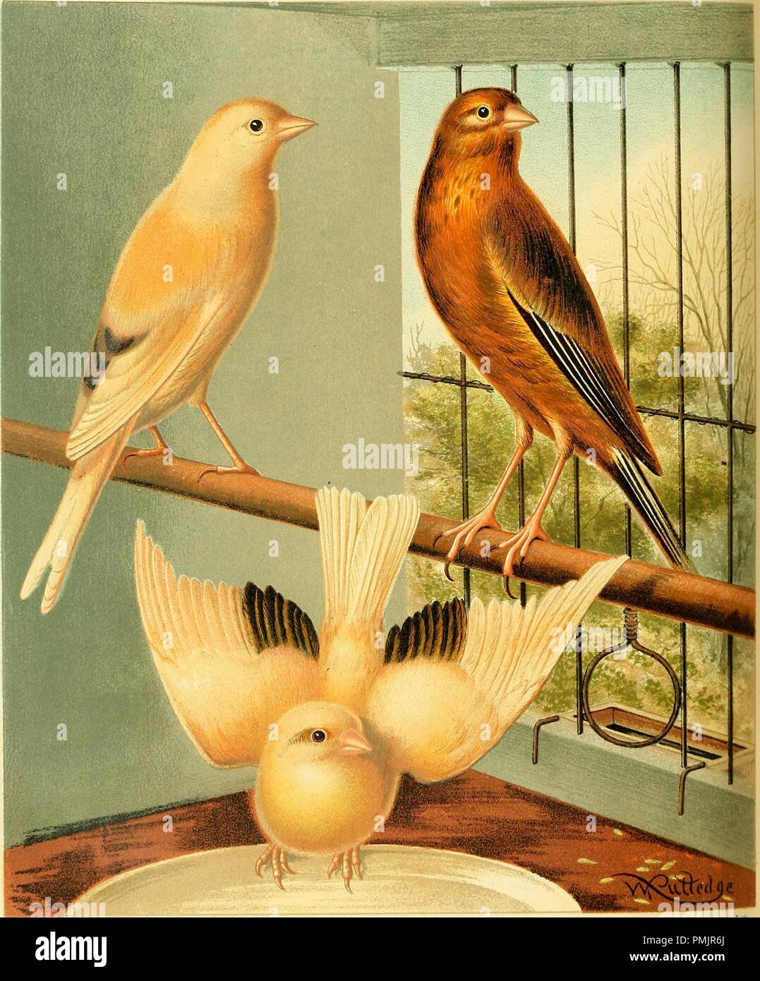 S'appuyant sur trois variations de canaries, M. Stevens Mule, Mule, sombre et M. Spences Mule, du livre 'Le livre illustré des Canaries et les oiseaux de cage, britanniques et étrangères", 1878. Avec la permission de Internet Archive. () Banque D'Images
