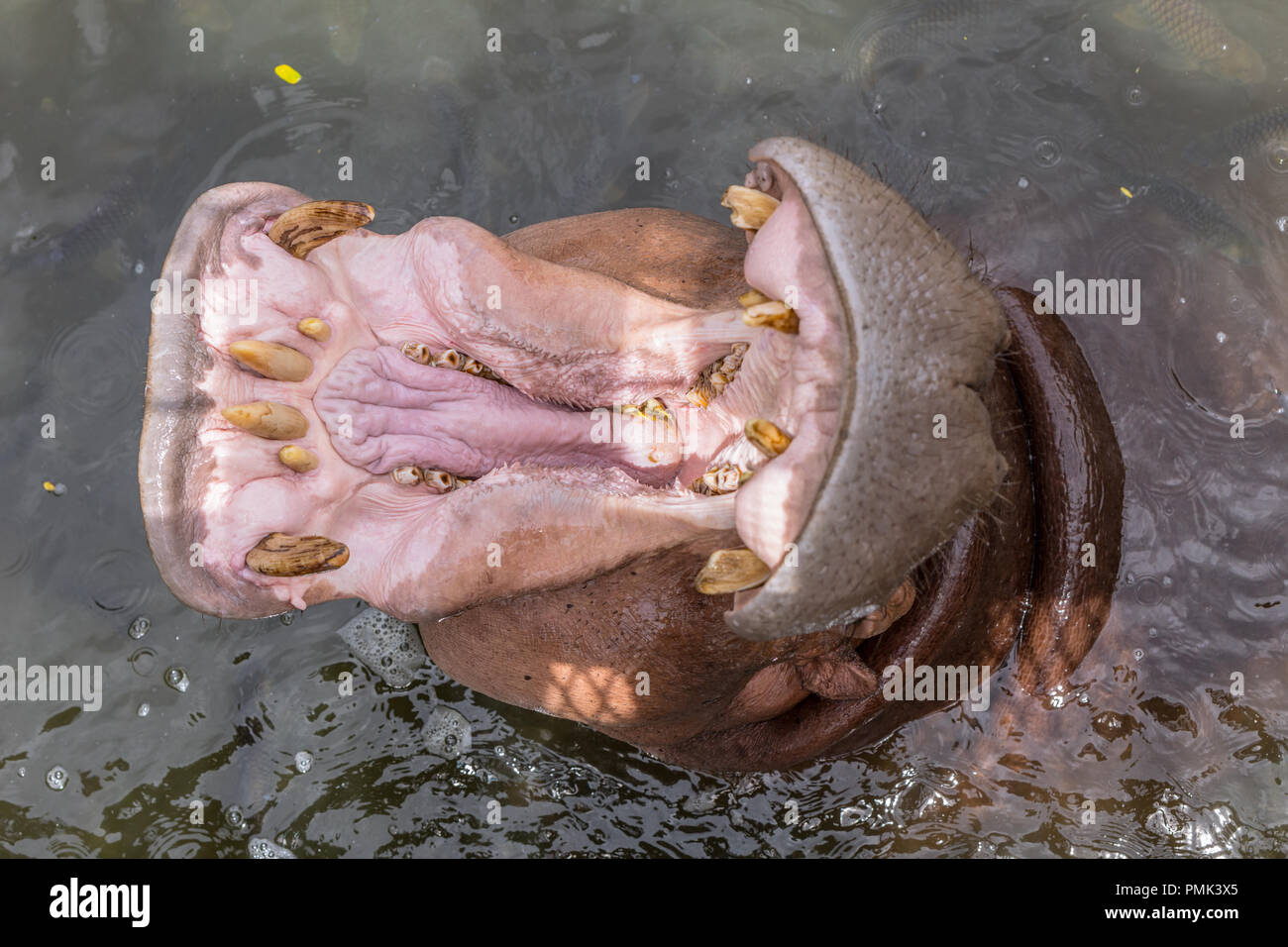 Vue de dessus d'Hippopotame (Hippopotamus amphibius) ou d'Hippone, bouche ouverte pour l'alimentation des mâchoires Banque D'Images