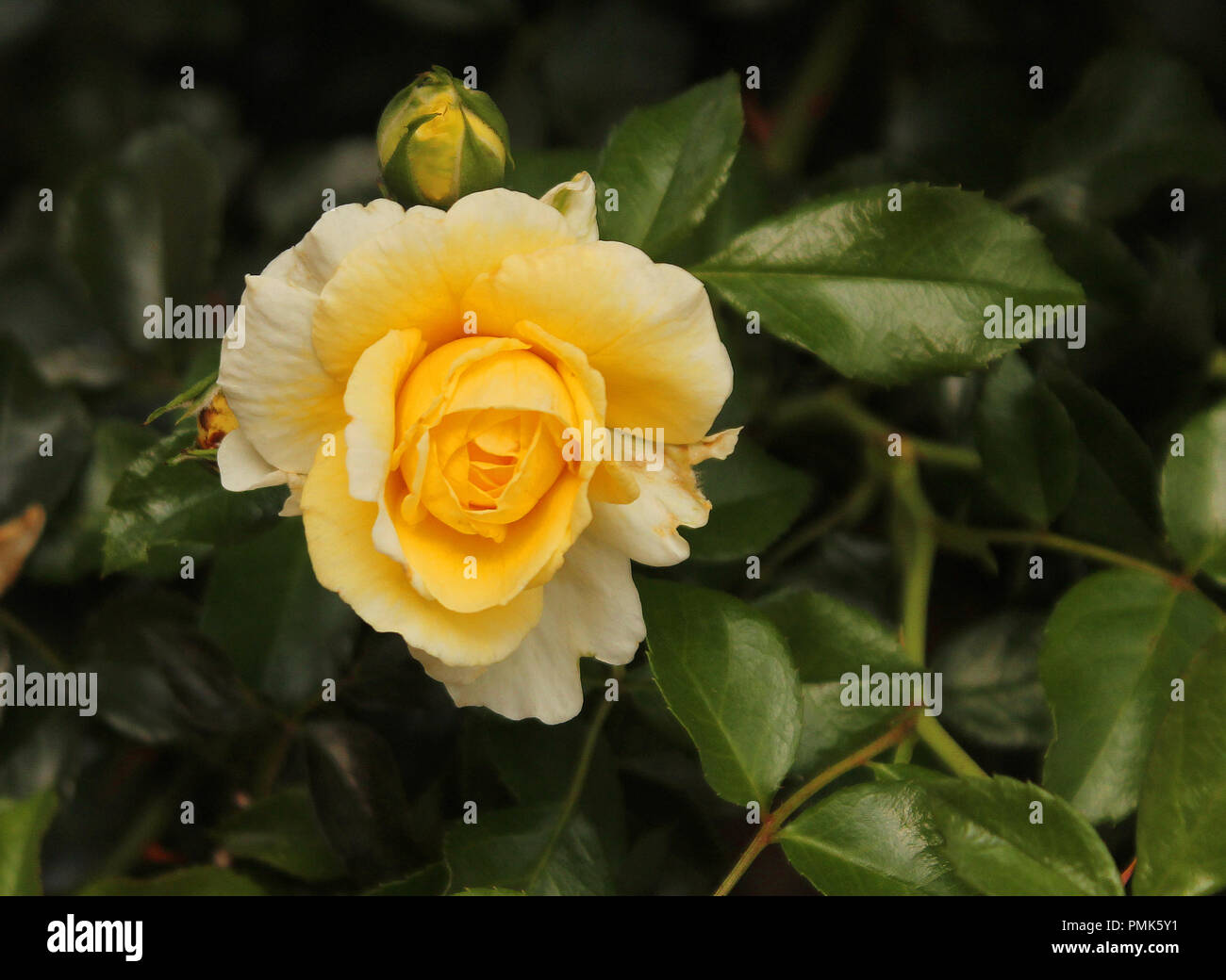 Rose jaune fleur dans un parc Banque D'Images