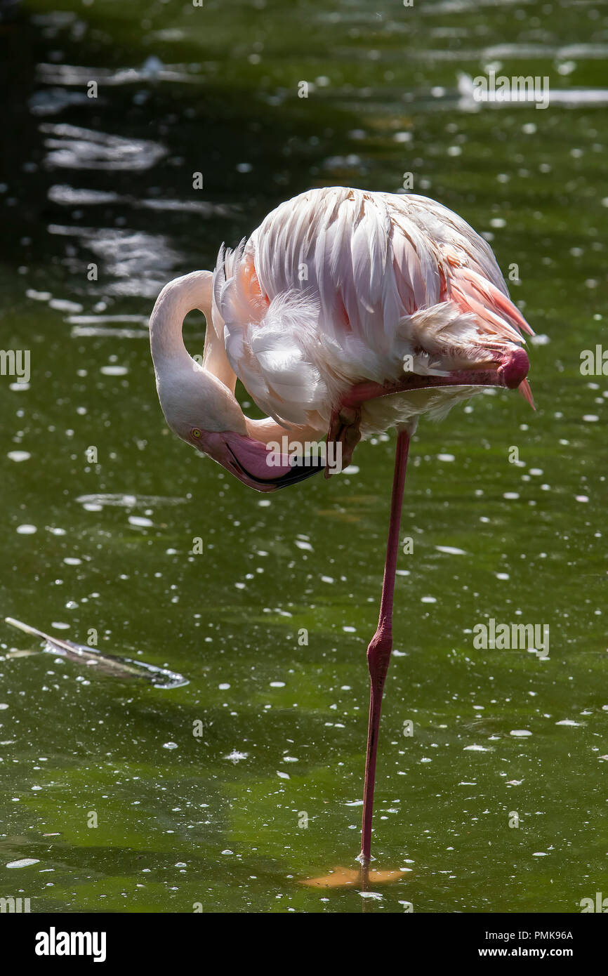 Flamant rose (Phoenicopterus roseas). Remarque : des animaux en captivité, l'image n'est pas pris à l'état sauvage Banque D'Images