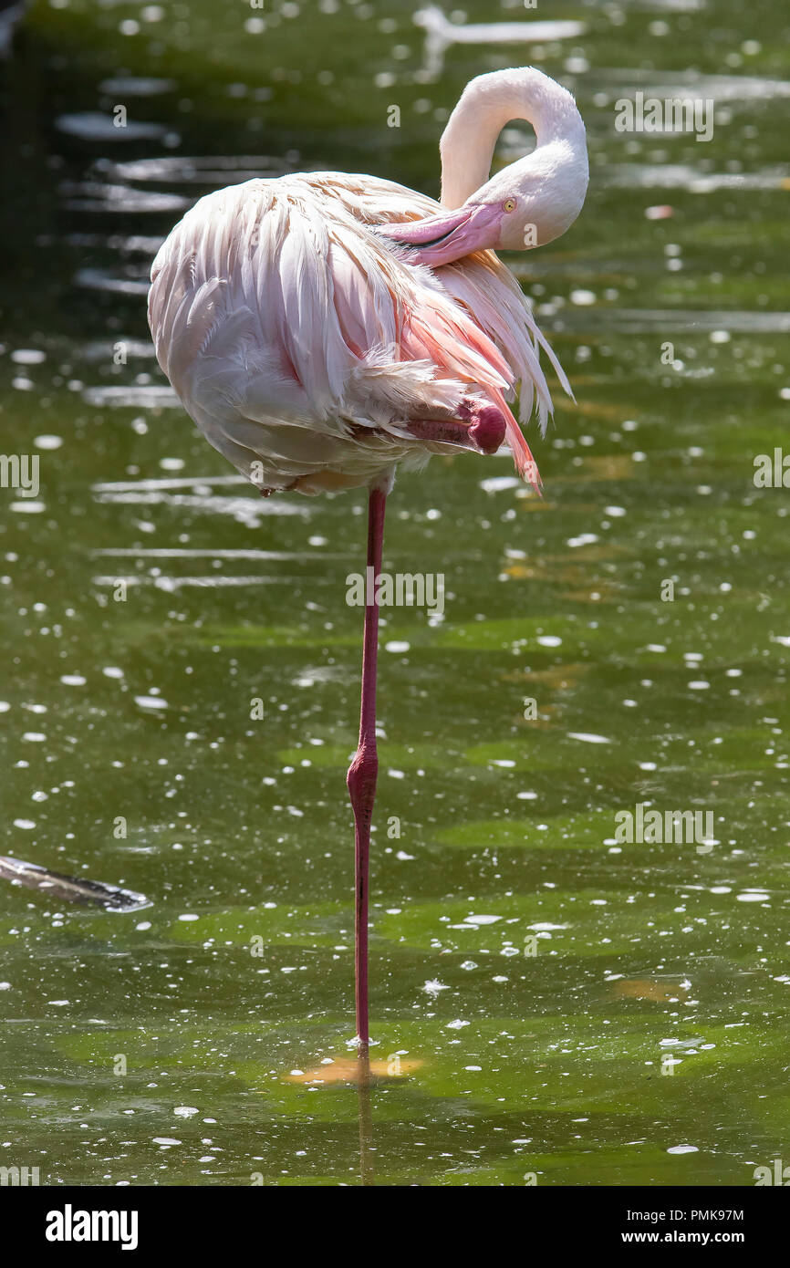 Flamant rose (Phoenicopterus roseas). Remarque : des animaux en captivité, l'image n'est pas pris à l'état sauvage Banque D'Images
