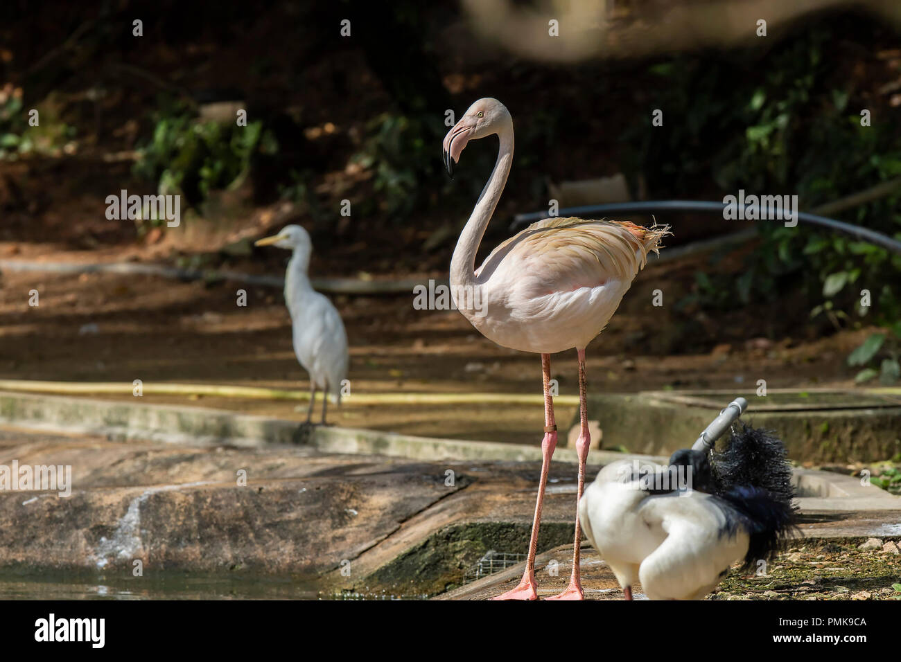 Flamant rose (Phoenicopterus roseas). Remarque : des animaux en captivité, l'image n'est pas pris à l'état sauvage Banque D'Images