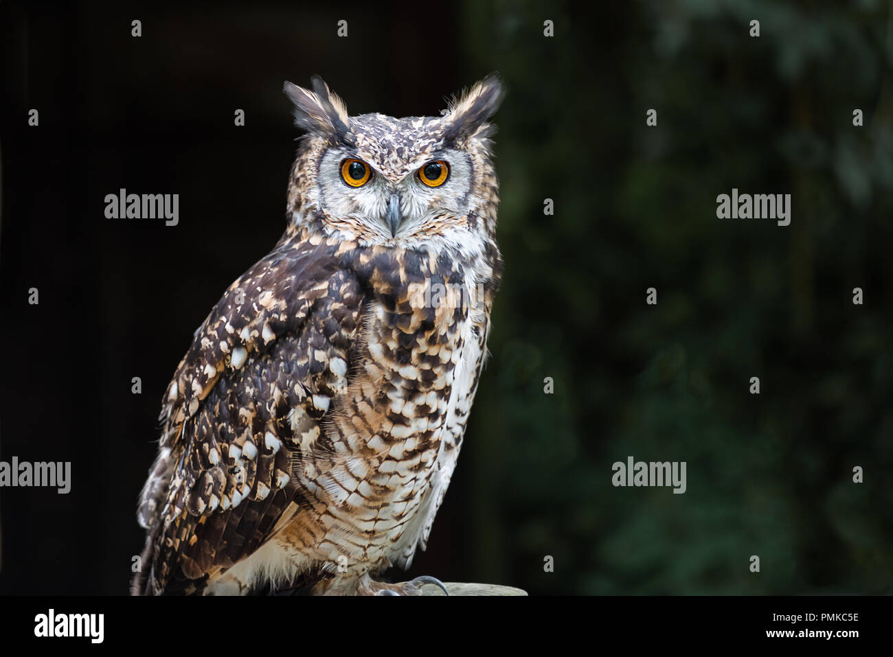 Un gros plan d'un eagle owl perché sur un poteau et regardant vers l'avant. Prises avec un arrière-plan foncé les yeux sont pénétrer le spectateur Banque D'Images