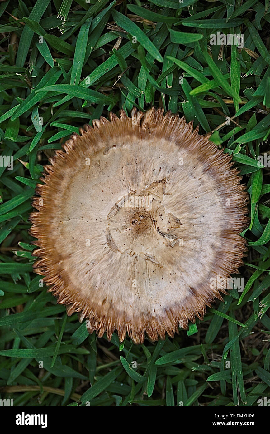 Champignons sauvages poussant dans la cour après de fortes pluies Banque D'Images