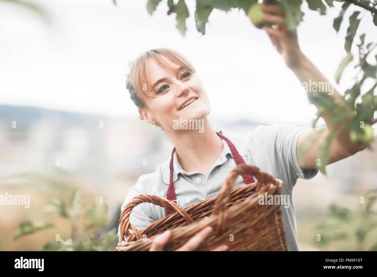 Récolte des pommes d'un arbre, Allemagne Banque D'Images