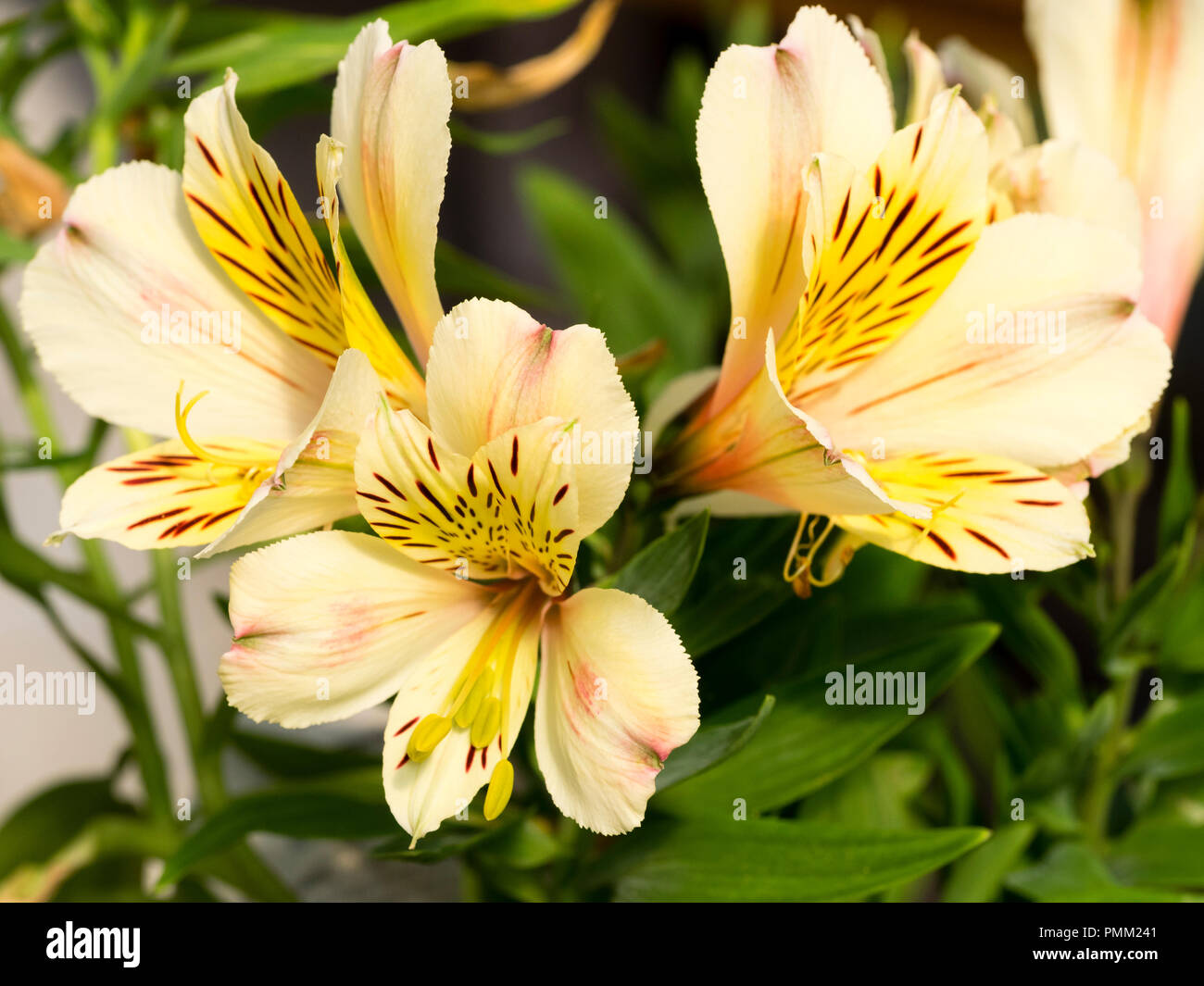 Fleurs d'exotiques de la vivace jaune pâle lily péruvienne, l'Alstroemeria Inca 'Sundance' Banque D'Images