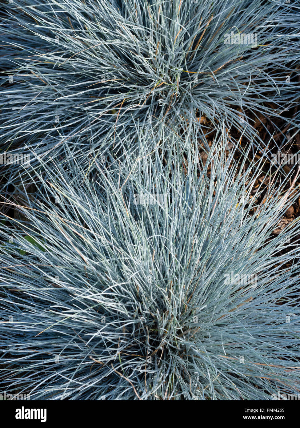 Feuillage bleu argenté lumineux de la graminée vivace formant des monticules, Festuca glauca 'Elijah Blue' Banque D'Images